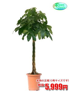 観葉植物 新築祝いの人気商品 通販 価格比較 価格 Com 観葉植物 新築祝いの人気商品 通販 価格比較 価格 Com