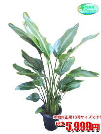 楽天市場 観葉植物 オーガスタの通販