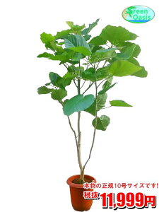 観葉植物 大型 観葉植物の人気商品 通販 価格比較 価格 Com