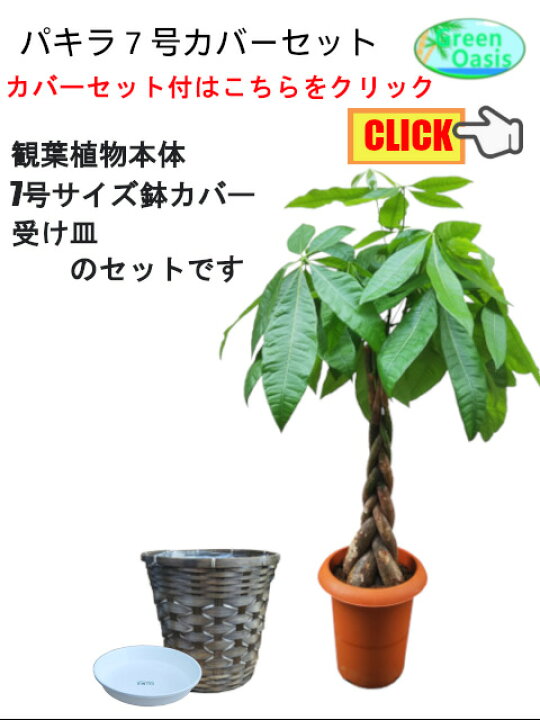 楽天市場 観葉植物 パキラ 7号 激安 おしゃれな大型観葉植物 お部屋のインテリア装飾 法人 飲食店など店舗の飾りに運気up 開店祝い 引っ越し祝い 格安人気観葉植物をどうぞ 最安値 贈答 父の日 ギフト 新生活応援 株式会社グリーンオアシス