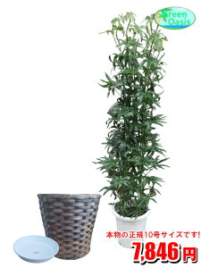 観葉植物 10号 シェフレラの人気商品 通販 価格比較 価格 Com