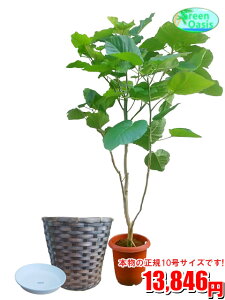 ウンベラータ 観葉植物の人気商品 通販 価格比較 価格 Com