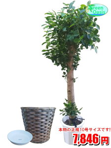 ガジュマル 観葉植物 観葉植物の人気商品 通販 価格比較 価格 Com