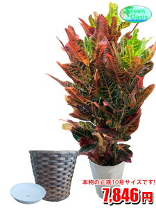 観葉植物 クロトンの人気商品 通販 価格比較 価格 Com 観葉植物 クロトンの人気商品 通販 価格比較 価格 Com