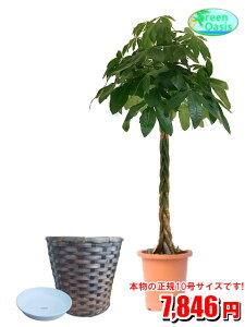 パキラ 観葉植物の人気商品 通販 価格比較 価格 Com
