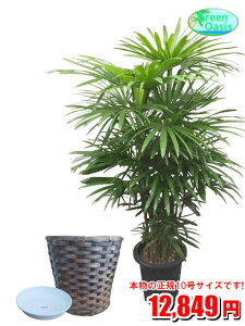 観葉植物 10号 シュロチクの人気商品 通販 価格比較 価格 Com 観葉植物 10号 シュロチクの人気商品 通販 価格比較 価格 Com
