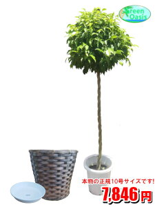 観葉植物 10号 ベンジャミンの人気商品 通販 価格比較 価格 Com 観葉植物 10号 ベンジャミンの人気商品 通販 価格比較 価格 Com