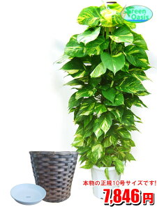 観葉植物 ポトス 10号の人気商品 通販 価格比較 価格 Com