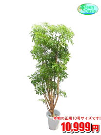 観葉植物　ポリシャス 10号【おしゃれな大型観葉植物】お部屋のインテリア装飾、法人様・飲食店など店舗の飾りに新築祝い開店祝い、お祝いの贈り物に格安人気観葉植物をどうぞ！☆最安値　贈答　父の日　ギフト　プレゼント☆