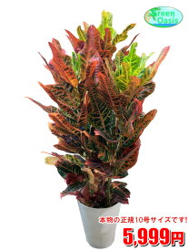 楽天市場 観葉植物 クロトンの通販