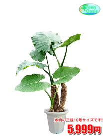 楽天市場 激安 観葉植物 花 観葉植物 花 ガーデン Diyの通販