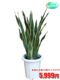 楽天市場 マイナスイオン 観葉植物の通販