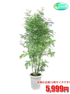 観葉植物 10号 シマトネリコの人気商品 通販 価格比較 価格 Com