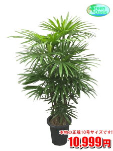 観葉植物 シュロチクの人気商品 通販 価格比較 価格 Com