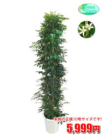 楽天市場 引越し祝い 観葉植物 花 観葉植物 花 ガーデン Diyの通販