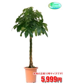 楽天市場 育て やすい 観葉 植物 大型の通販