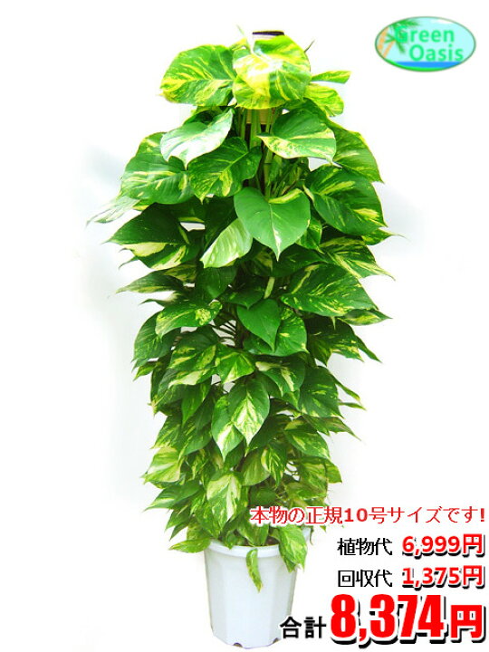 楽天市場 東京23区内限定 観葉植物 ポトス 10号 おしゃれな大型観葉植物交換 回収 お部屋のインテリア装飾 法人様 飲食店などの飾りにリビングの飾り 新築祝い開店祝い 引越し祝い 癒し 風水 最安値 激安 ギフト リモートワークの背景に 株式会社グリーン