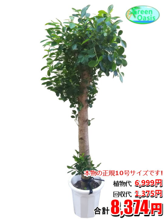 楽天市場 東京23区内限定 観葉植物 ガジュマル 10号 おしゃれな大型観葉植物交換 回収 お部屋のインテリア装飾 法人様 飲食店などの飾りにリビングの飾り 新築祝い開店祝い 引越し祝い 癒し 風水 最安値 激安 ギフト リモートワークの背景に 株式会社 楽天市場 東京23区内限定 観葉植物 ガジュマル 10号 おしゃれな大型観葉植物交換 回収 お部屋のインテリア装飾 法人様 飲食店などの飾りにリビングの飾り 新築祝い開店祝い 引越し祝い 癒し 風水 最安値 激安 ギフト リモートワークの背景に 株式会社
