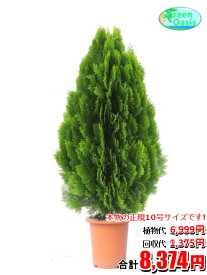 東京23区内限定！　観葉植物　コノテヒバ 10号【おしゃれな大型観葉植物交換・回収】お部屋のインテリア装飾 法人様・飲食店などの飾りにリビングの飾り　新築祝い開店祝い、引越し祝い　癒し　風水　☆最安値　激安　ギフト　リモートワークの背景に☆