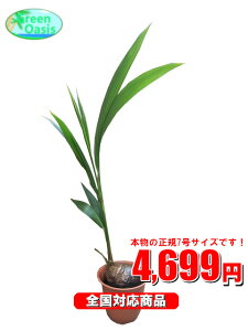 観葉植物 ココヤシの人気商品 通販 価格比較 価格 Com