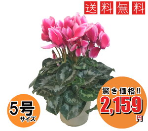 シクラメン 生花の通販 価格比較 価格 Com