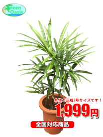 美しい花の画像 50 シュロチク 花