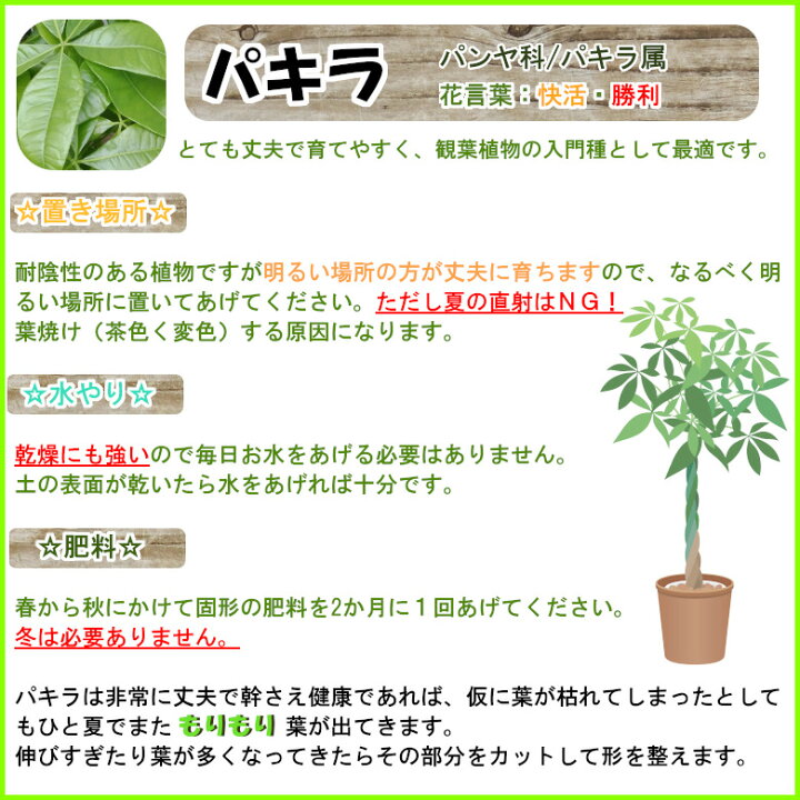 送料無料 パキラ 8号鉢 事業所移転 御祝い 贈り物 誕生祝い