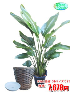 観葉植物 10号 オーガスタの通販 価格比較 価格 Com 観葉植物 10号 オーガスタの通販 価格比較 価格 Com