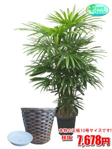 観葉植物 シュロチクの人気商品 通販 価格比較 価格 Com 観葉植物 シュロチクの人気商品 通販 価格比較 価格 Com