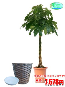 観葉植物 贈り物の人気商品 通販 価格比較 価格 Com 観葉植物 贈り物の人気商品 通販 価格比較 価格 Com