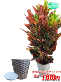 楽天市場 クロトン 種類 植物 クロトン 観葉植物 花 観葉植物 花 ガーデン Diyの通販 楽天市場 クロトン 種類 植物 クロトン 観葉植物 花 観葉植物 花 ガーデン Diyの通販
