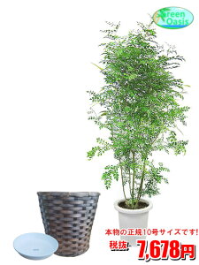 観葉植物 10号 シマトネリコの通販 価格比較 価格 Com 観葉植物 10号 シマトネリコの通販 価格比較 価格 Com
