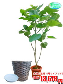 楽天市場 観葉植物 大型 ウンベラータの通販 楽天市場 観葉植物 大型 ウンベラータの通販