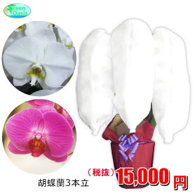 楽天市場 激安 胡蝶蘭 花 ガーデン Diy の通販