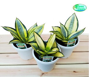 観葉植物 サンセベリアの人気商品 通販 価格比較 価格 Com