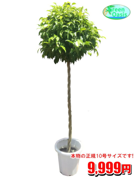 楽天市場 観葉植物 ベンジャミン スタンダード仕立て 10号 おしゃれな大型観葉植物 お部屋のインテリア装飾 法人様 飲食店など店舗の飾りに新築祝い開店祝い 贈り物に格安人気観葉植物をどうぞ 最安値 贈答 ギフト プレゼント 株式会社グリーンオアシス