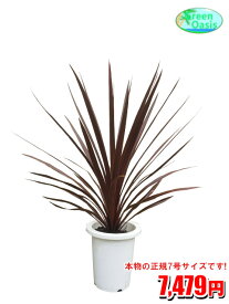 楽天市場 赤い葉 観葉植物の通販 楽天市場 赤い葉 観葉植物の通販