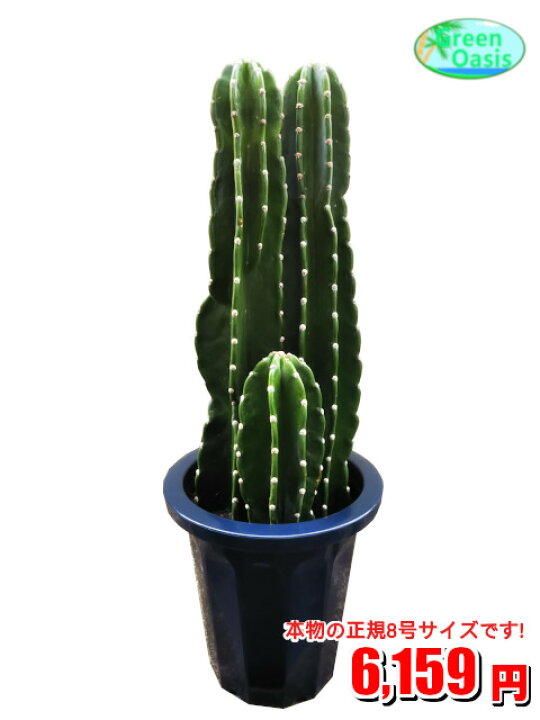 楽天市場 観葉植物 柱サボテン トゲナシ 8号 激安 オシャレな大型観葉植物 お部屋のインテリア装飾 引っ越し 新生活新築祝い開店祝い 贈り物に格安人気観葉植物をどうぞ 最安値 贈答 父の日 新生活応援 プレゼント 株式会社グリーンオアシス