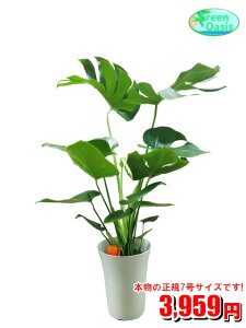 観葉植物 大型の人気商品 通販 価格比較 価格 Com