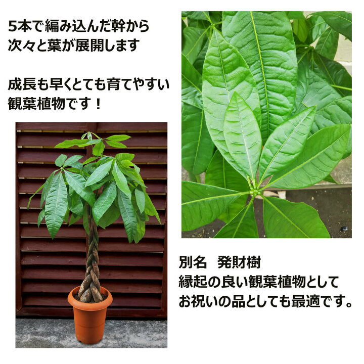 楽天市場 観葉植物 パキラ 7号 激安 おしゃれな大型観葉植物 お部屋のインテリア装飾 法人 飲食店など店舗の飾りに運気up 開店祝い 引っ越し祝い 格安人気観葉植物をどうぞ 最安値 贈答 父の日 ギフト 新生活応援 株式会社グリーンオアシス