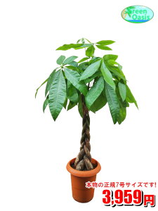 観葉植物 大型の人気商品 通販 価格比較 価格 Com