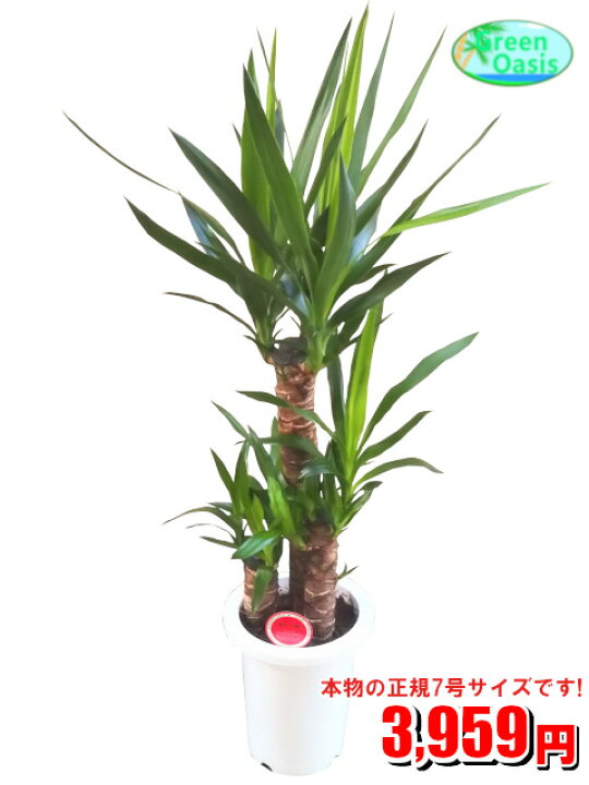 楽天市場 観葉植物 ユッカ 青年の木 7号 激安 おしゃれな大型観葉植物 お部屋のインテリア装飾 法人 飲食店など店舗の飾りに新築祝い開店祝い 贈り物 格安人気観葉植物 最安値 贈答 父の日 ギフト プレゼント 株式会社グリーンオアシス
