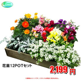 季節の花苗　　おまかせ12鉢【福袋　苗花セット】激安　観葉植物　12ポット　ガーデニング　花苗　園芸　寄せ植え　法人様・飲食店など店舗外回りの飾り　最安値　　良品　季節のお花　イトーヨーカドー花部門ランキング1位