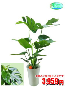 観葉植物 支柱の人気商品 通販 価格比較 価格 Com