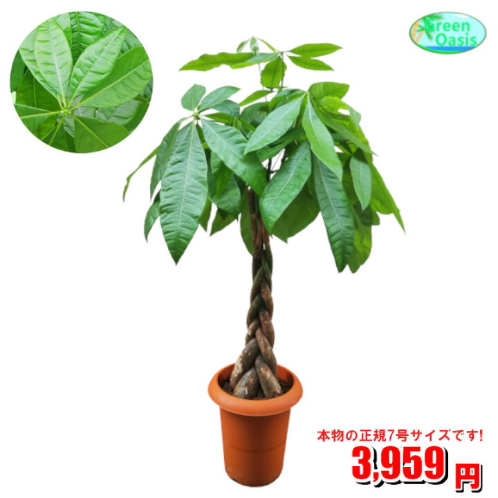 楽天市場 観葉植物 パキラ 7号 激安 おしゃれな大型観葉植物 お部屋のインテリア装飾 法人 飲食店など店舗の飾りに運気up 開店祝い 引っ越し祝い 格安人気観葉植物をどうぞ 最安値 贈答 父の日 ギフト 新生活応援 株式会社グリーンオアシス