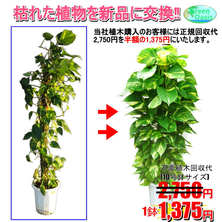 楽天市場 東京23区内限定 観葉植物 カポック 10号 おしゃれな大型観葉植物交換 回収 お部屋のインテリア装飾 法人様 飲食店などの飾りにリビングの飾り 新築祝い開店祝い 引越し祝い 癒し 風水 最安値 激安 ギフト リモートワークの背景に 株式会社グリーン