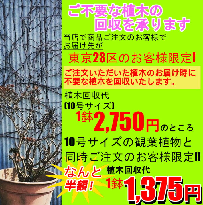 楽天市場 東京23区内限定 観葉植物 カポック 10号 おしゃれな大型観葉植物交換 回収 お部屋のインテリア装飾 法人様 飲食店などの飾りにリビングの飾り 新築祝い開店祝い 引越し祝い 癒し 風水 最安値 激安 ギフト リモートワークの背景に 株式会社グリーン