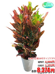 観葉植物 クロトン 観葉植物の人気商品 通販 価格比較 価格 Com