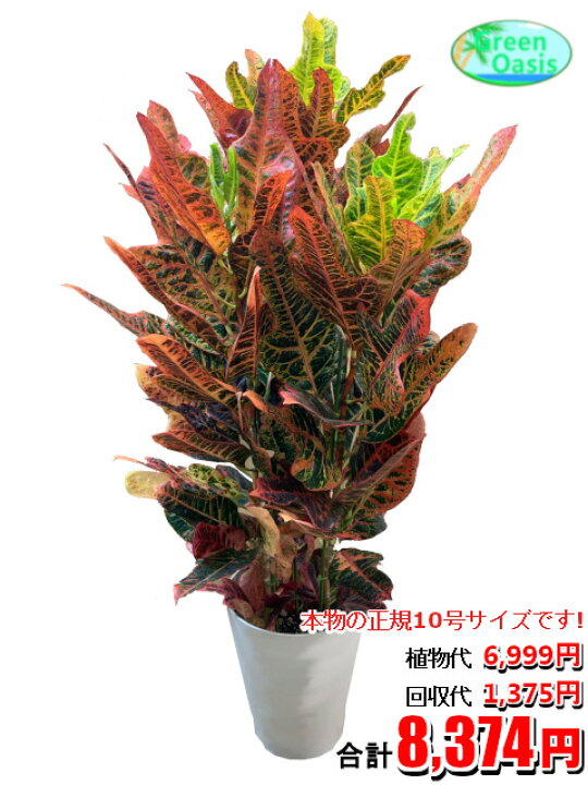 楽天市場 東京23区内限定 観葉植物 クロトン 10号 おしゃれな大型観葉植物交換 回収 お部屋のインテリア装飾 法人様 飲食店などの飾りにリビングの飾り 新築祝い開店祝い 引越し祝い 癒し 風水 最安値 激安 ギフト リモートワークの背景に 株式会社グリーン