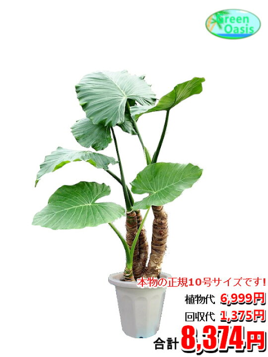 楽天市場 東京23区内限定 観葉植物 クワズイモ 10号 おしゃれな大型観葉植物交換 回収 お部屋のインテリア装飾 法人様 飲食店などの飾りにリビングの飾り 新築祝い開店祝い 引越し祝い 癒し 風水 最安値 激安 ギフト リモートワークの背景に 株式会社